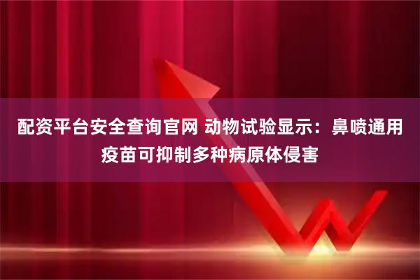 配资平台安全查询官网 动物试验显示：鼻喷通用疫苗可抑制多种病原体侵害